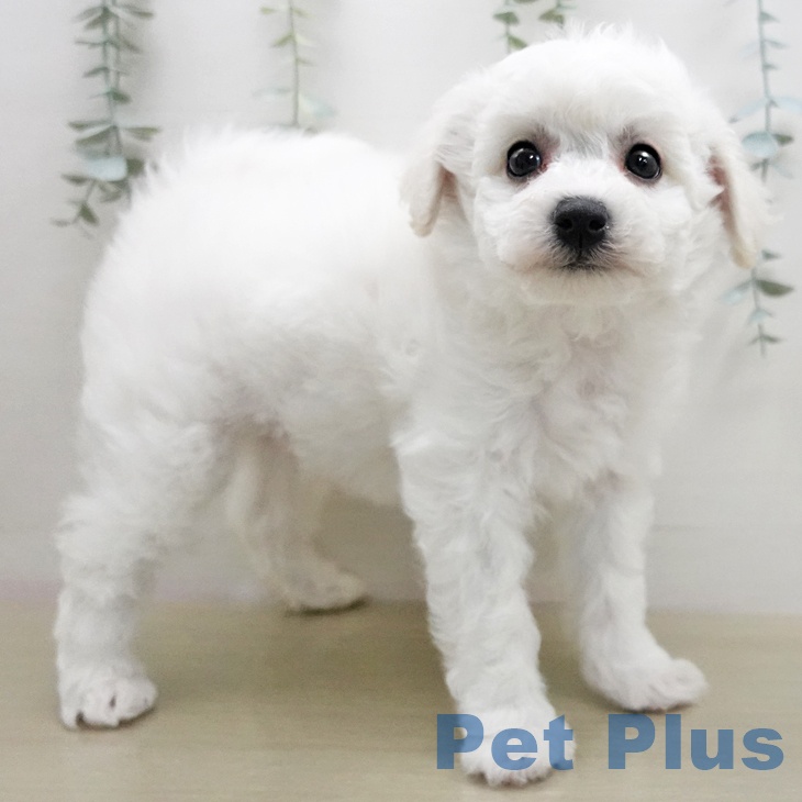 ビション・フリーゼの写真2