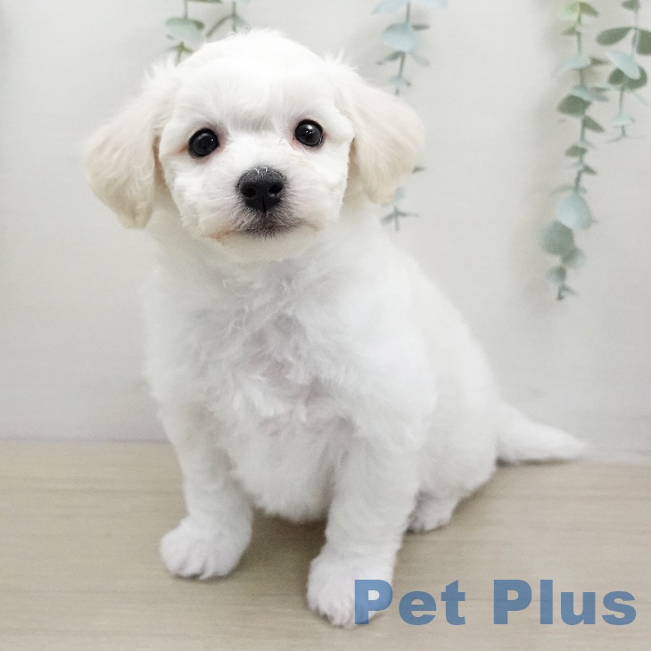 ビション・フリーゼ