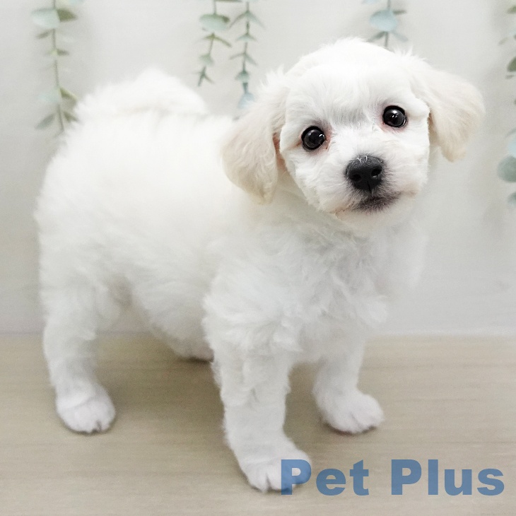 ビション・フリーゼの写真2