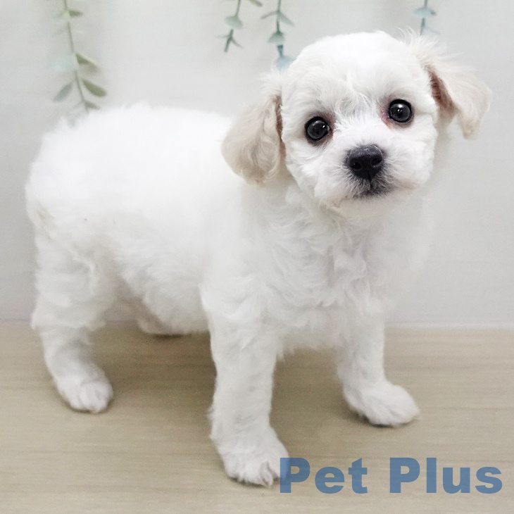 ビション・フリーゼ