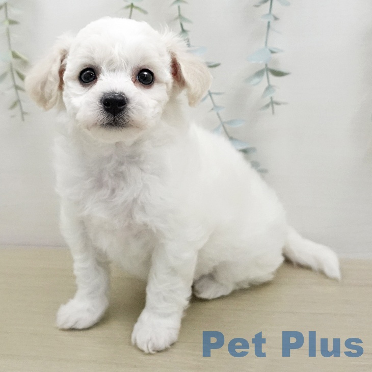 ビション・フリーゼの写真2