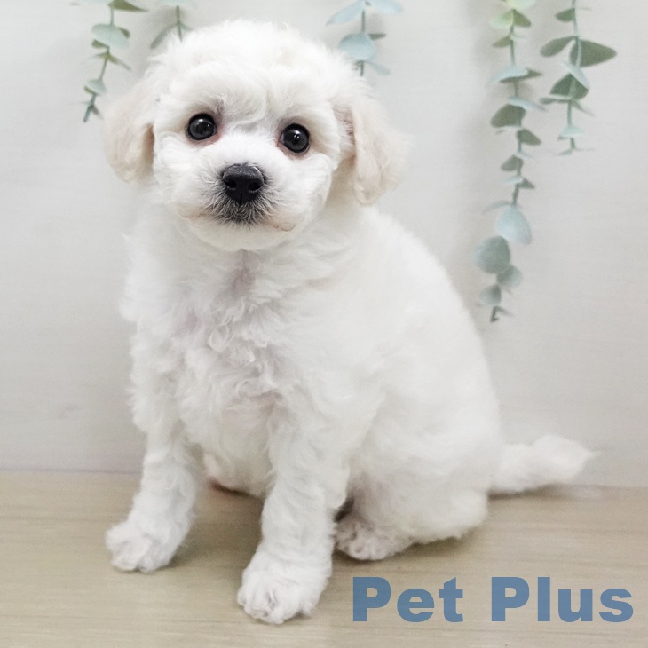 ビション・フリーゼ