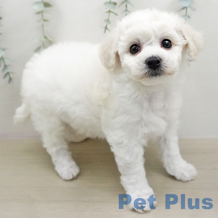 ビション・フリーゼの写真2