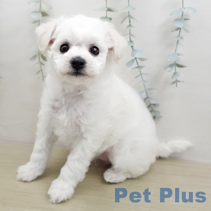神奈川県のビションフリーゼ (ペットプラス モザイクモール港北店/2026年1月12日生まれ/女の子/ホワイト)の子犬の1枚目の画像