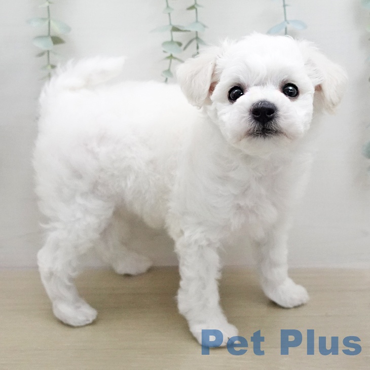 神奈川県のビションフリーゼ (ペットプラス モザイクモール港北店/2026年1月12日生まれ/女の子/ホワイト)の子犬の2枚目の画像