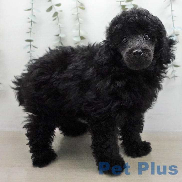 トイ・プードル