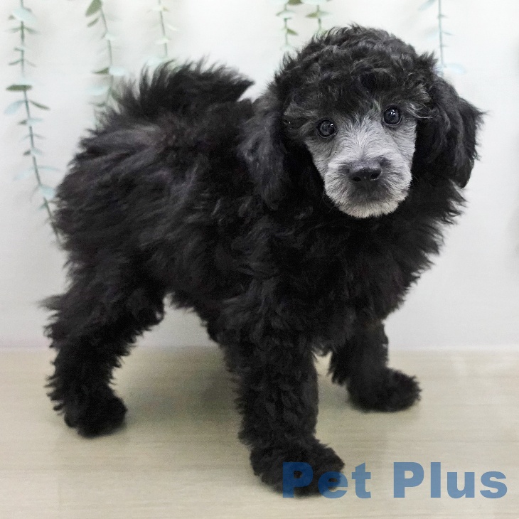 トイ・プードルの写真2