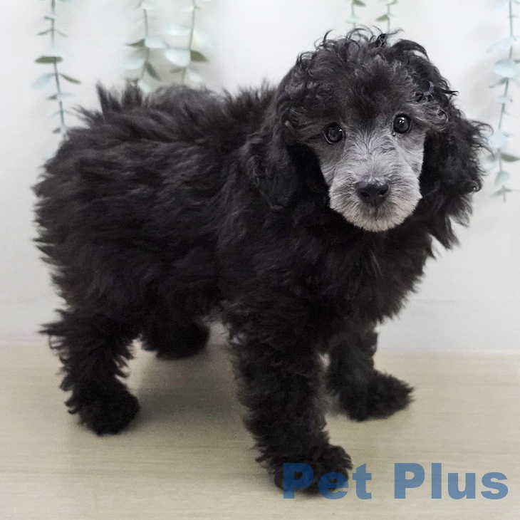 トイ・プードルの写真2