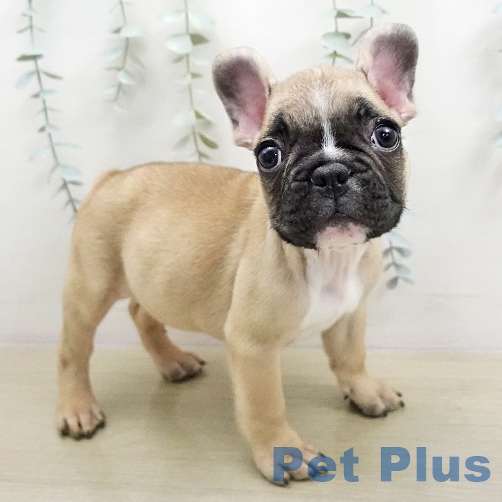 フレンチ・ブルドッグの写真2