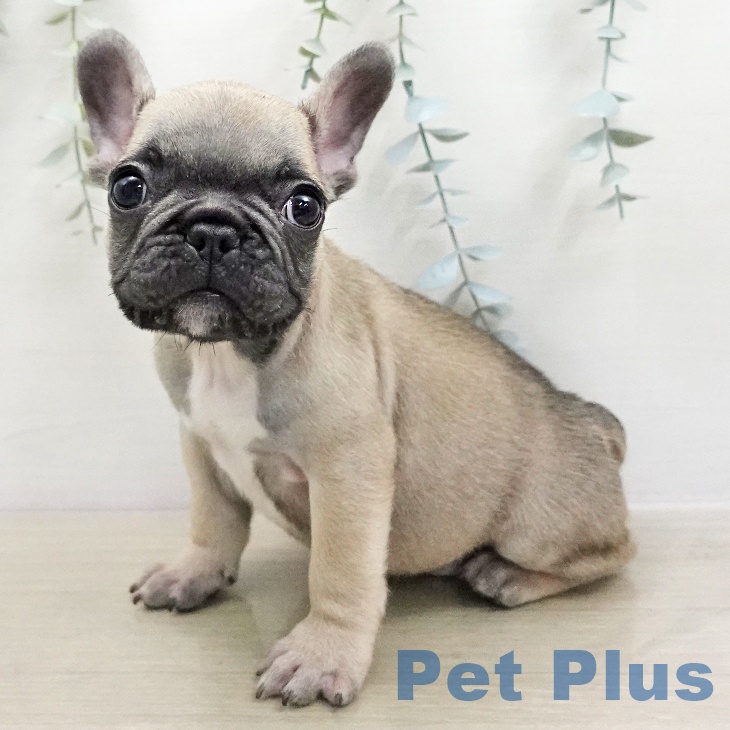 神奈川県のフレンチブルドッグ (ペットプラス モザイクモール港北店/2026年1月12日生まれ/男の子/フォーンブラックマスク)の子犬の1枚目の画像