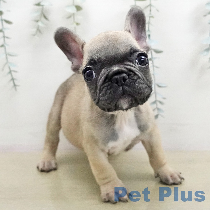 神奈川県のフレンチブルドッグ (ペットプラス モザイクモール港北店/2026年1月12日生まれ/男の子/フォーンブラックマスク)の子犬の2枚目の画像