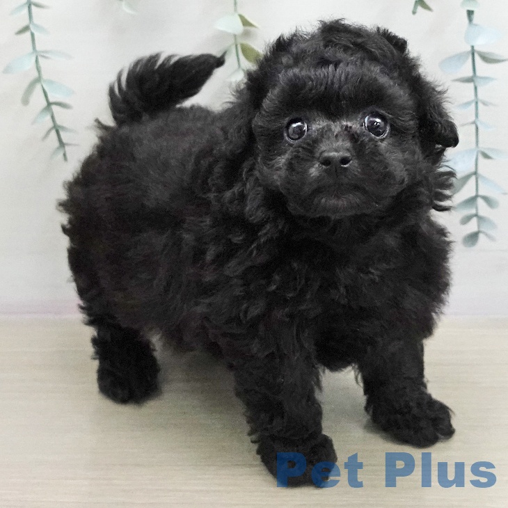 トイ・プードル