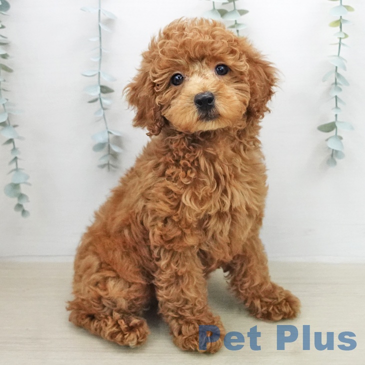 茨城県のトイプードル(トイ) (ペッツワン 古河店/2026年1月5日生まれ/女の子/レッド)の子犬