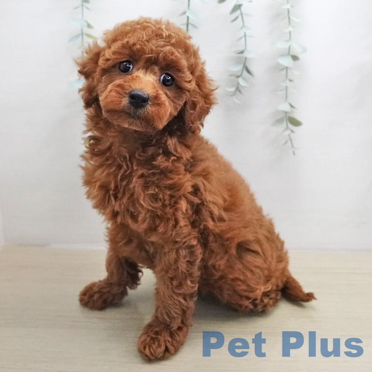 埼玉県のトイプードル(トイ) (ペッツワン 浦和美園店/2026年1月5日生まれ/女の子/レッド)の子犬の1枚目の画像