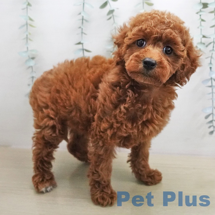 埼玉県のトイプードル(トイ) (ペッツワン 浦和美園店/2026年1月5日生まれ/女の子/レッド)の子犬の2枚目の画像