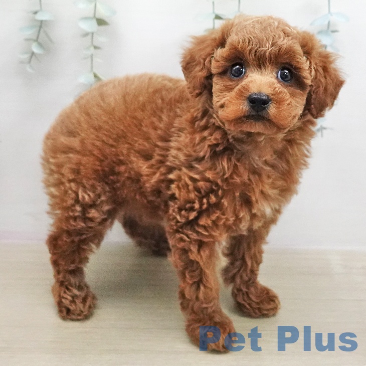 トイ・プードルの写真2