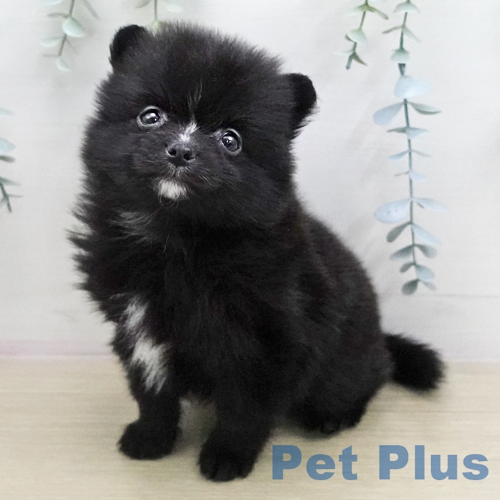 ポメラニアンの写真2