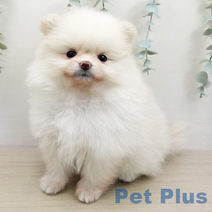 ポメラニアンの写真2