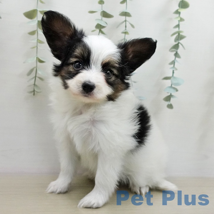 パピヨンの写真2