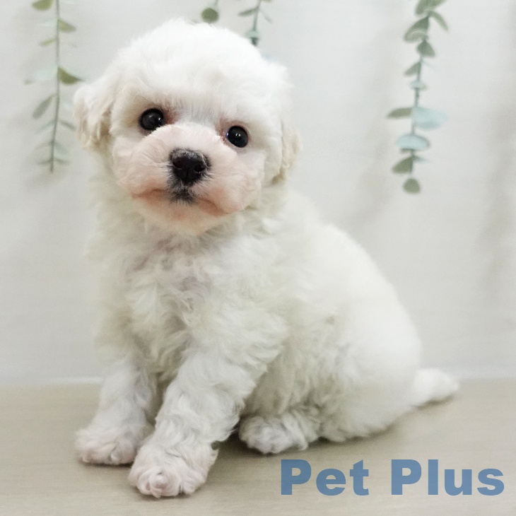 ビション・フリーゼの写真2