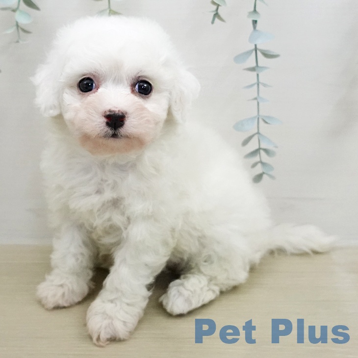 埼玉県のビションフリーゼ (ペットプラス ららぽーと富士見店/2026年1月12日生まれ/女の子/ホワイト)の子犬