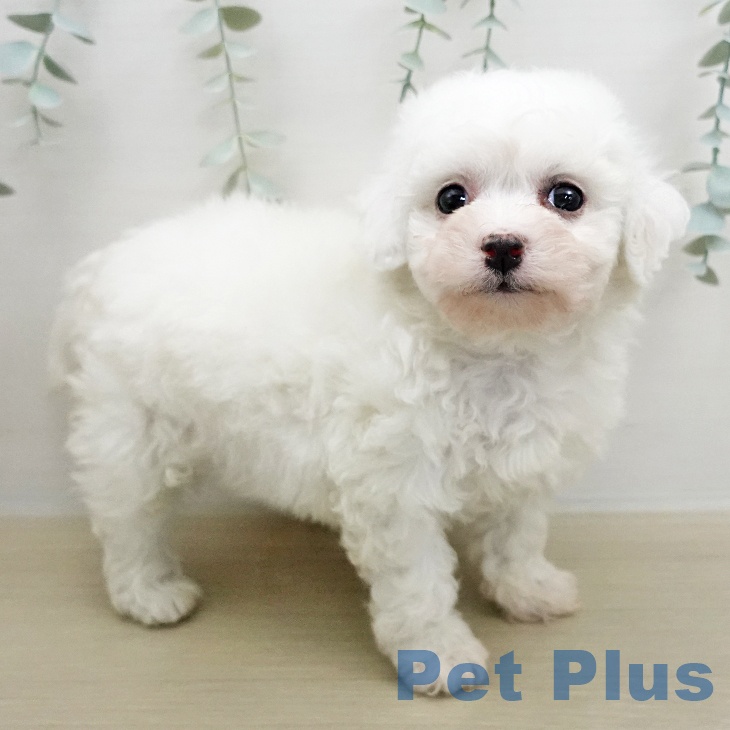 埼玉県のビションフリーゼ (ペットプラス ららぽーと富士見店/2026年1月12日生まれ/女の子/ホワイト)の子犬の2枚目の画像