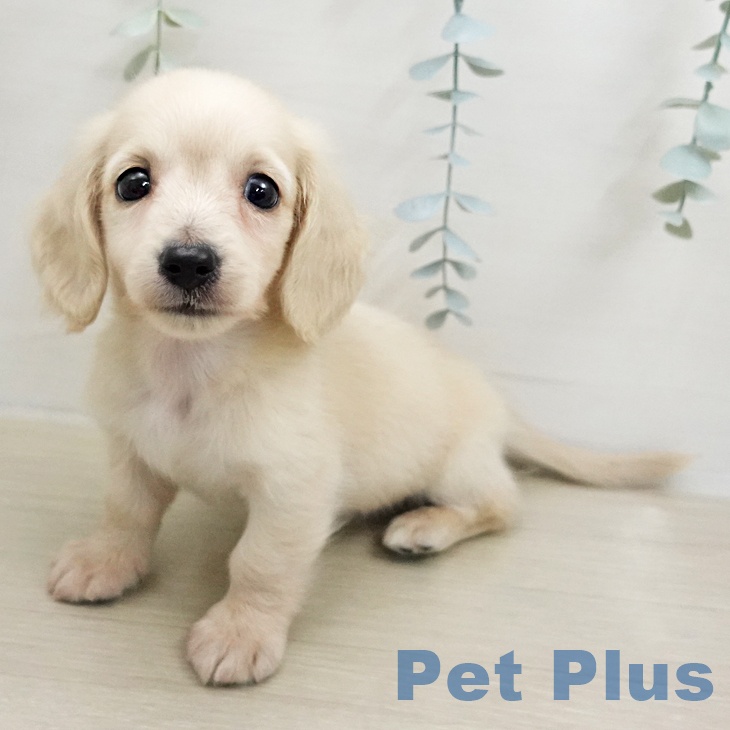 ミニチュア・ダックスフンド