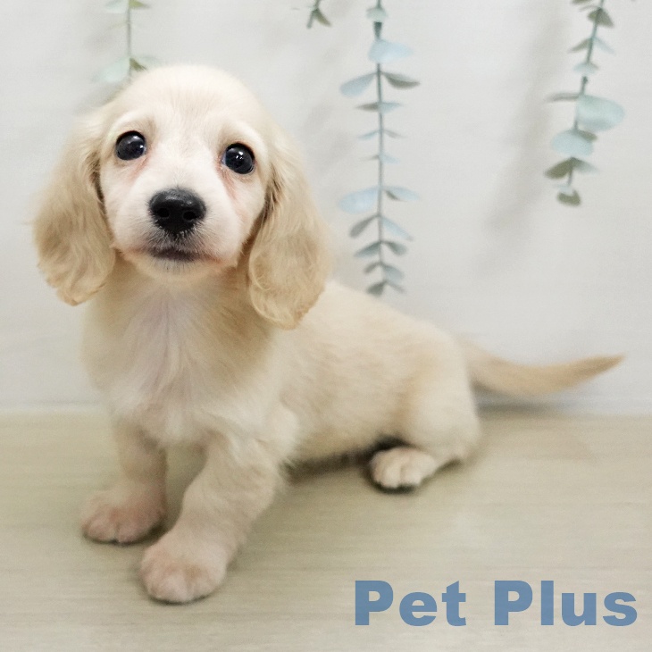 ミニチュア・ダックスフンド