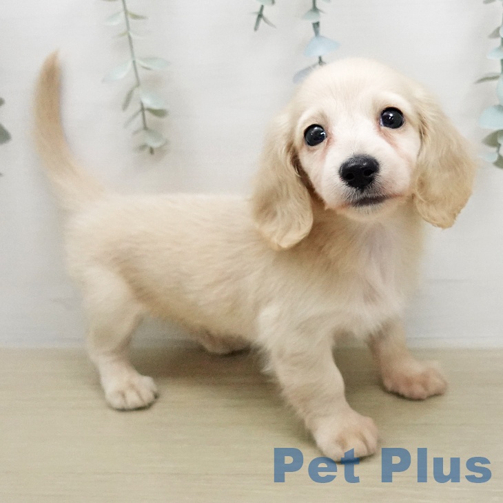 ミニチュア・ダックスフンドの写真2