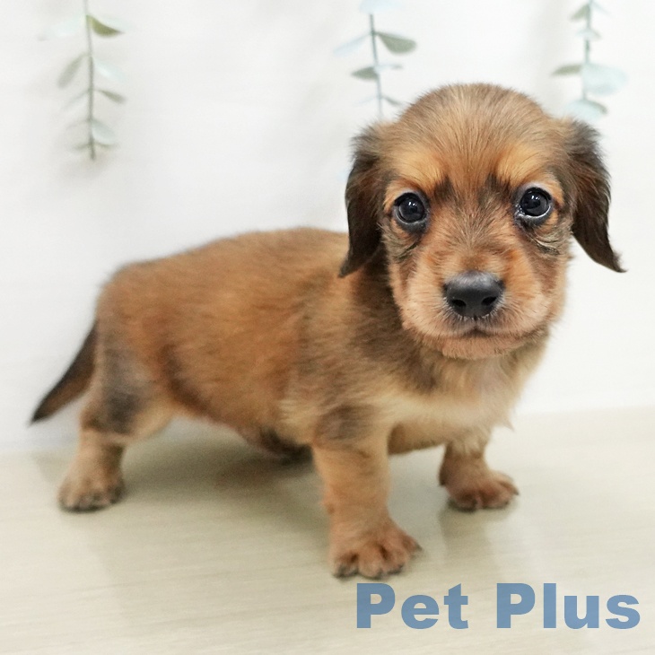 カニーンヘン・ダックスフンドの写真2