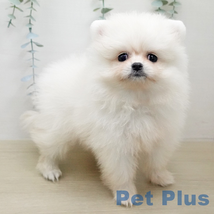 東京都のポメラニアン (ペットプラス 日の出店/2026年1月6日生まれ/女の子/クリーム)の子犬の2枚目の画像