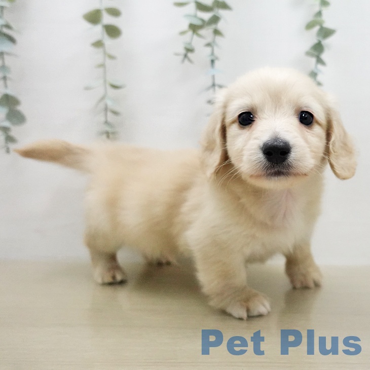 ミニチュア・ダックスフンドの写真2