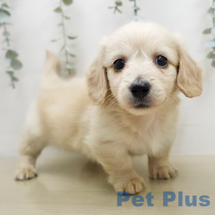 ミニチュア・ダックスフンド