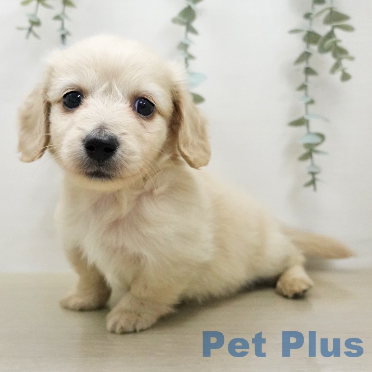 ミニチュア・ダックスフンドの写真2