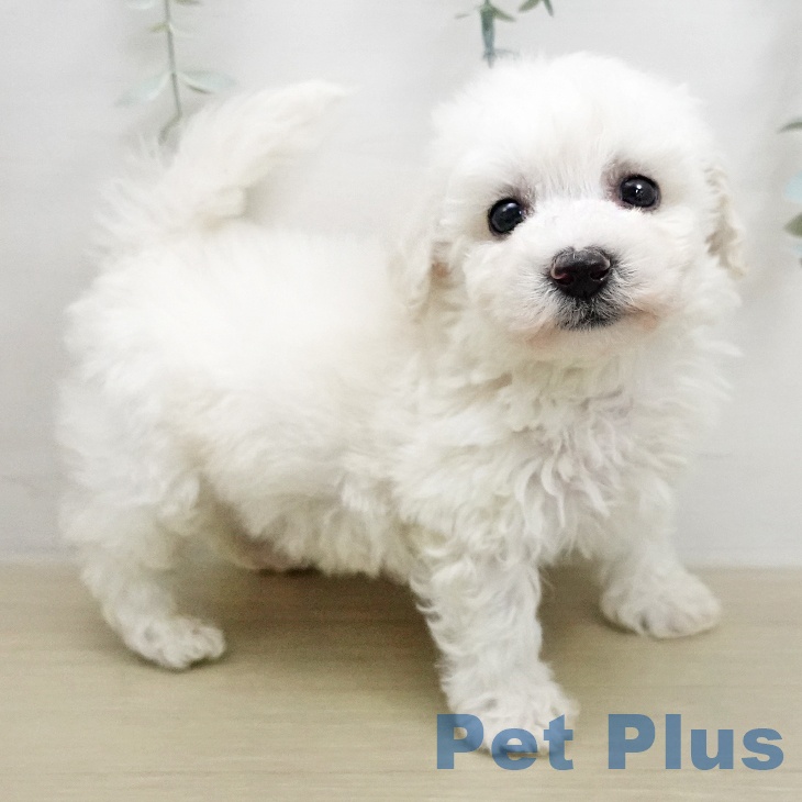 ビション・フリーゼ