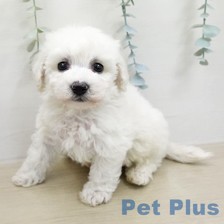 ビション・フリーゼの写真2