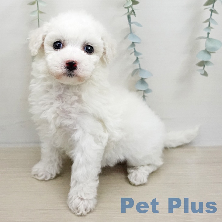 千葉県のビションフリーゼ (ペットプラス ユーカリが丘店/2026年1月12日生まれ/女の子/ホワイト)の子犬の1枚目の画像