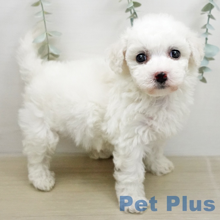 千葉県のビションフリーゼ (ペットプラス ユーカリが丘店/2026年1月12日生まれ/女の子/ホワイト)の子犬の2枚目の画像