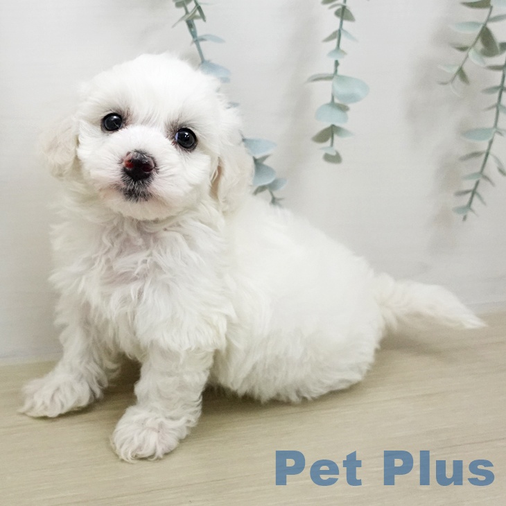 神奈川県のビションフリーゼ (ペットプラス 川崎ルフロン店/2026年1月12日生まれ/女の子/ホワイト)の子犬