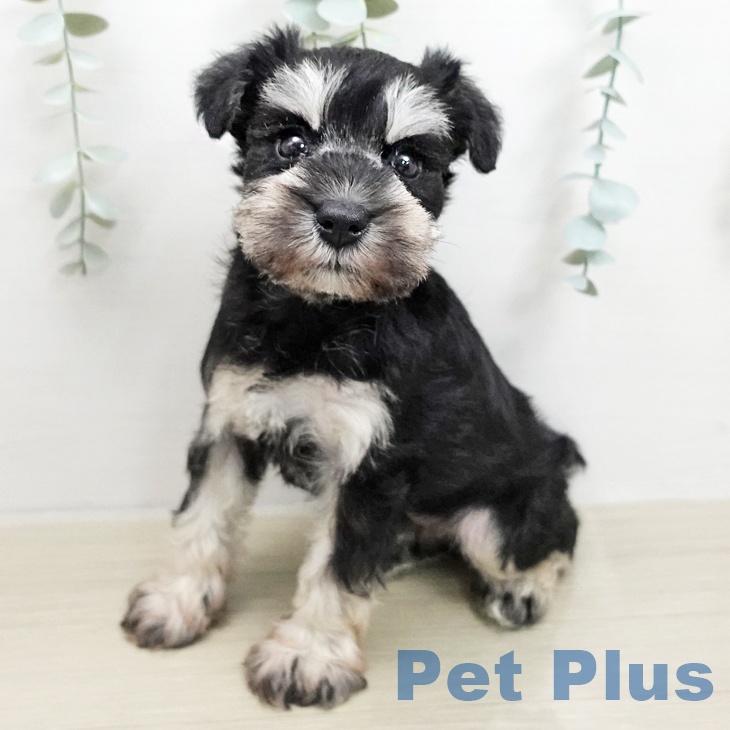 群馬県のミニチュアシュナウザー (ペットプラス イオンモール太田店/2026年1月6日生まれ/女の子/ブラックシルバー)の子犬の1枚目の画像