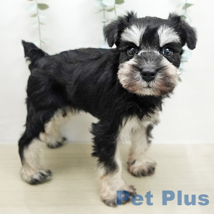 群馬県のミニチュアシュナウザー (ペットプラス イオンモール太田店/2026年1月6日生まれ/女の子/ブラックシルバー)の子犬の2枚目の画像