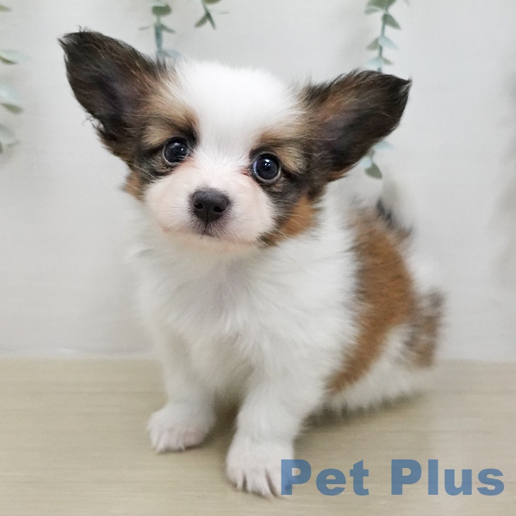 パピヨンの写真2