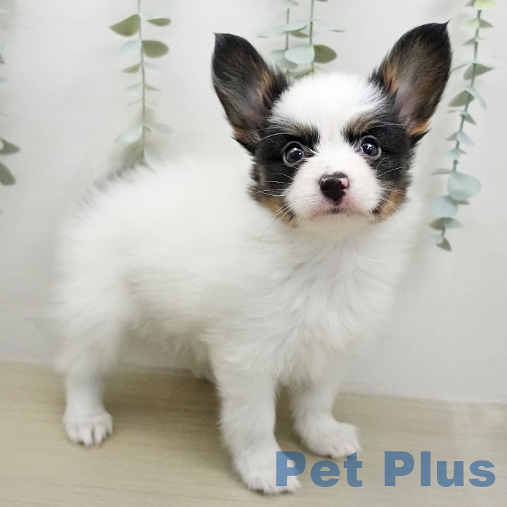 岩手県のパピヨン (ペットプラス 盛岡南店/2026年1月11日生まれ/男の子/トライカラー)の子犬の1枚目の画像