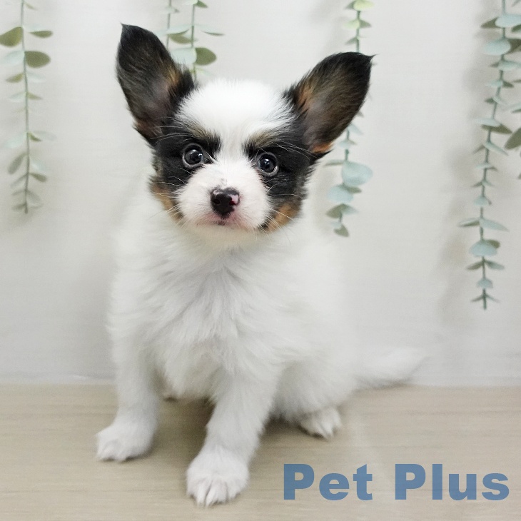 岩手県のパピヨン (ペットプラス 盛岡南店/2026年1月11日生まれ/男の子/トライカラー)の子犬の2枚目の画像