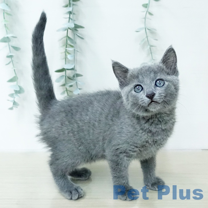 ロシアンブルー