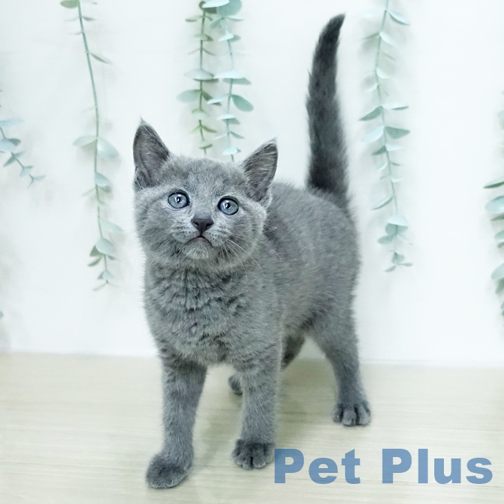 ロシアンブルーの写真2