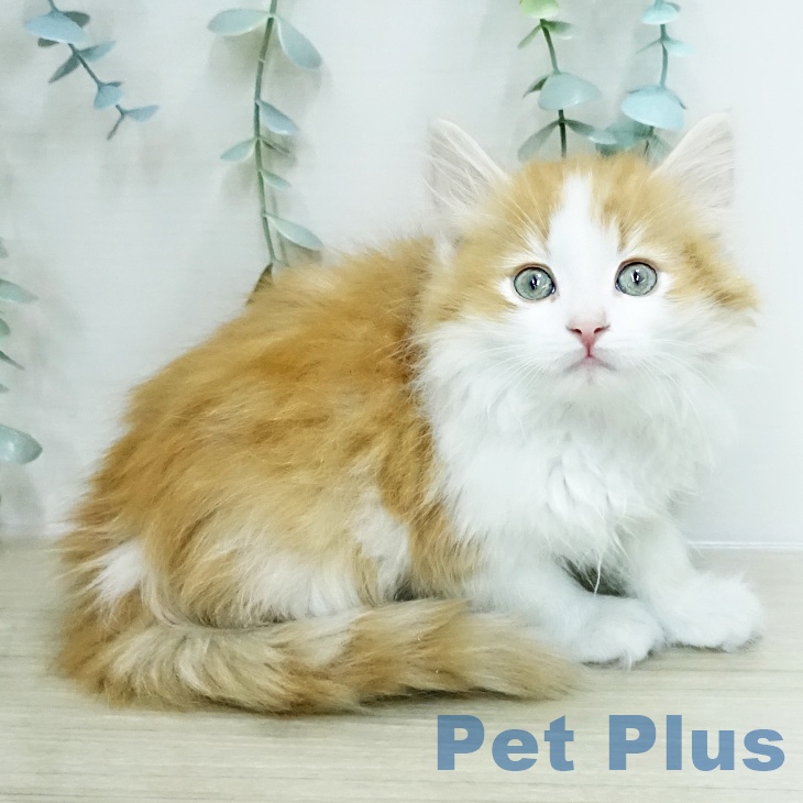 千葉県のサイベリアン (ペッツワン 千葉ニュータウン店/2026年1月2日生まれ/男の子/レッドタビーホワイト)の子猫