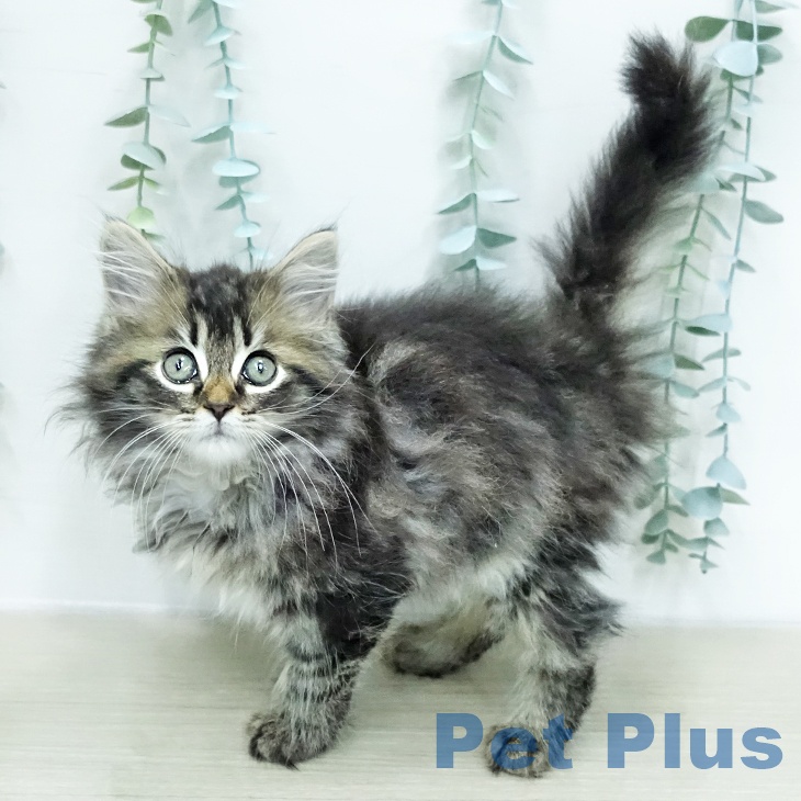 神奈川県のサイベリアン (ペットプラス モザイクモール港北店/2026年1月2日生まれ/女の子/ブラウンタビー)の子猫の1枚目の画像