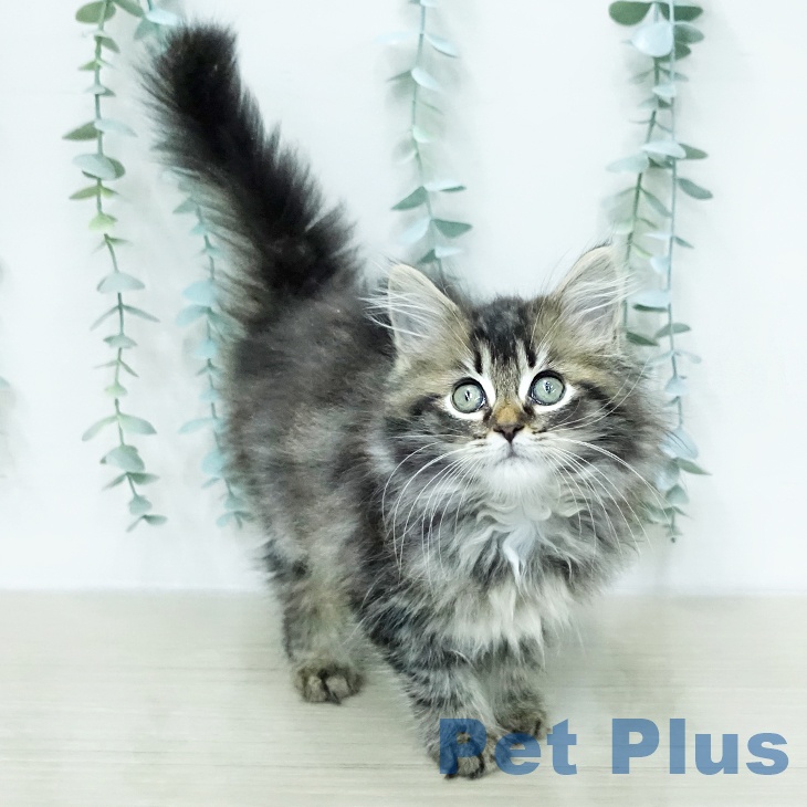 神奈川県のサイベリアン (ペットプラス モザイクモール港北店/2026年1月2日生まれ/女の子/ブラウンタビー)の子猫の2枚目の画像