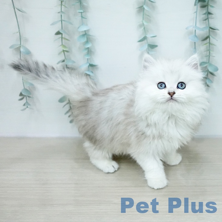 埼玉県のペルシャ (ペットプラス 浦和美園店/2026年1月9日生まれ/女の子/チンチラシルバー)の子猫の1枚目の画像